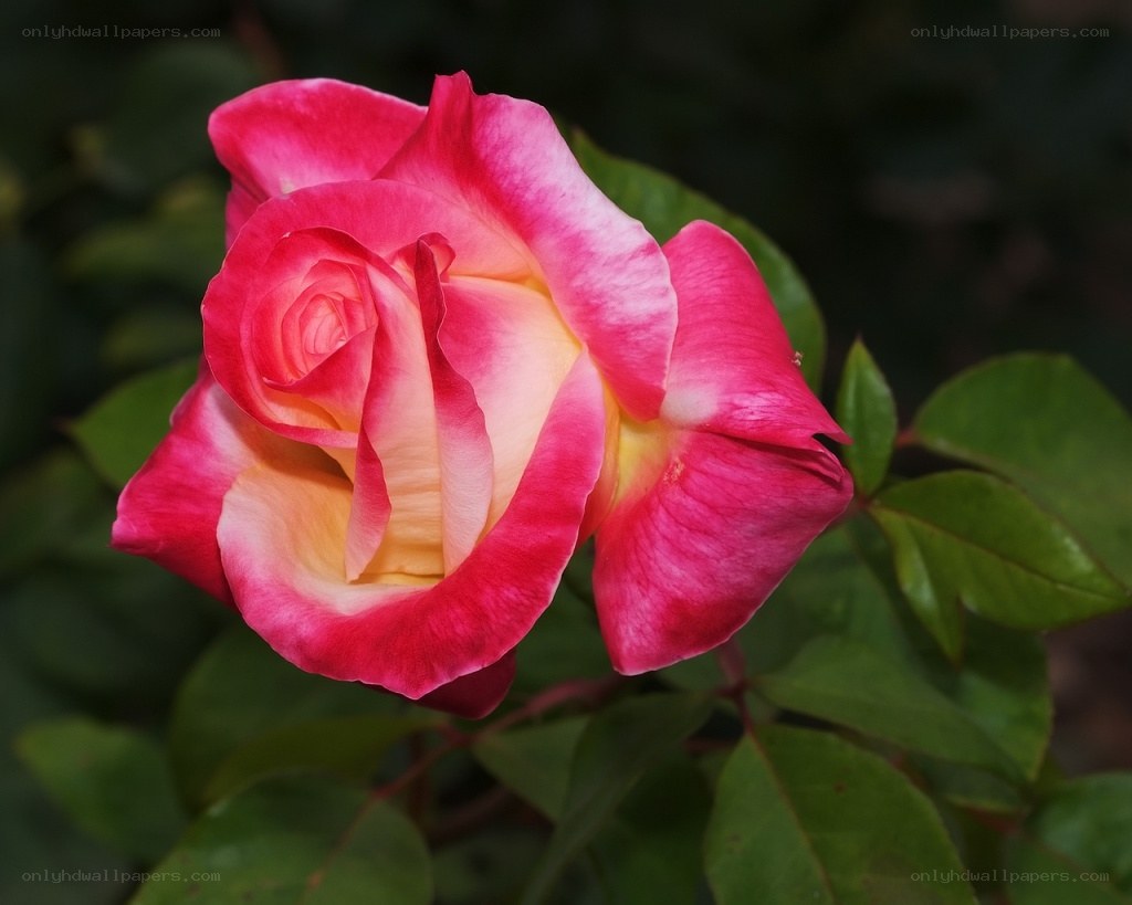 pink and yellow rose bloom