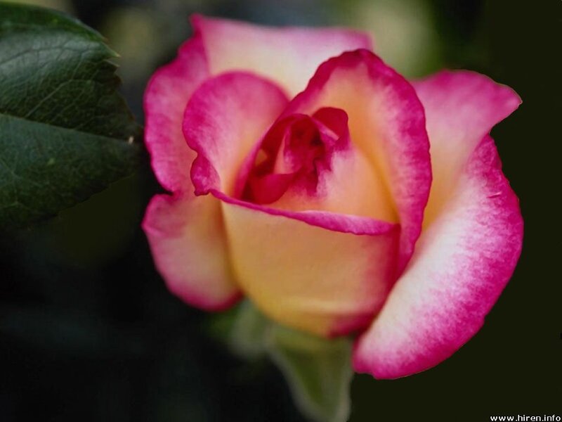 Pink and yellow rose bloom