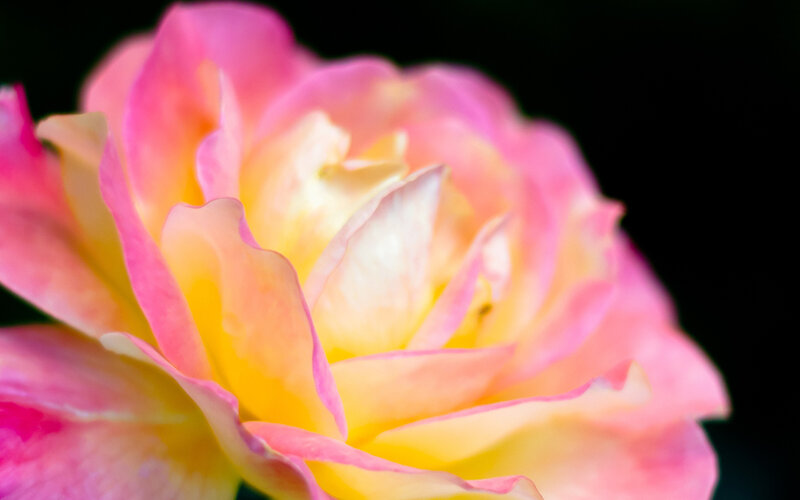 Pink and yellow rose bloom