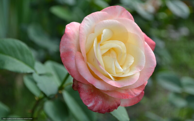 Pink and yellow rose bloom