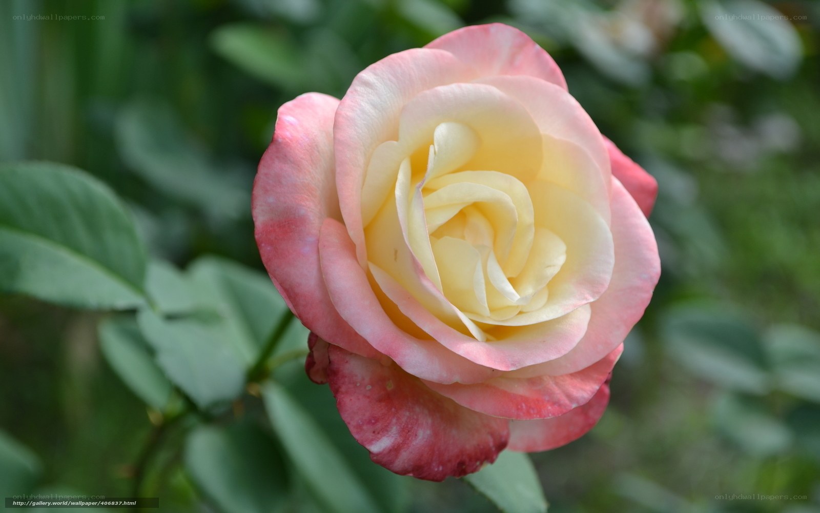 Pink and yellow rose bloom