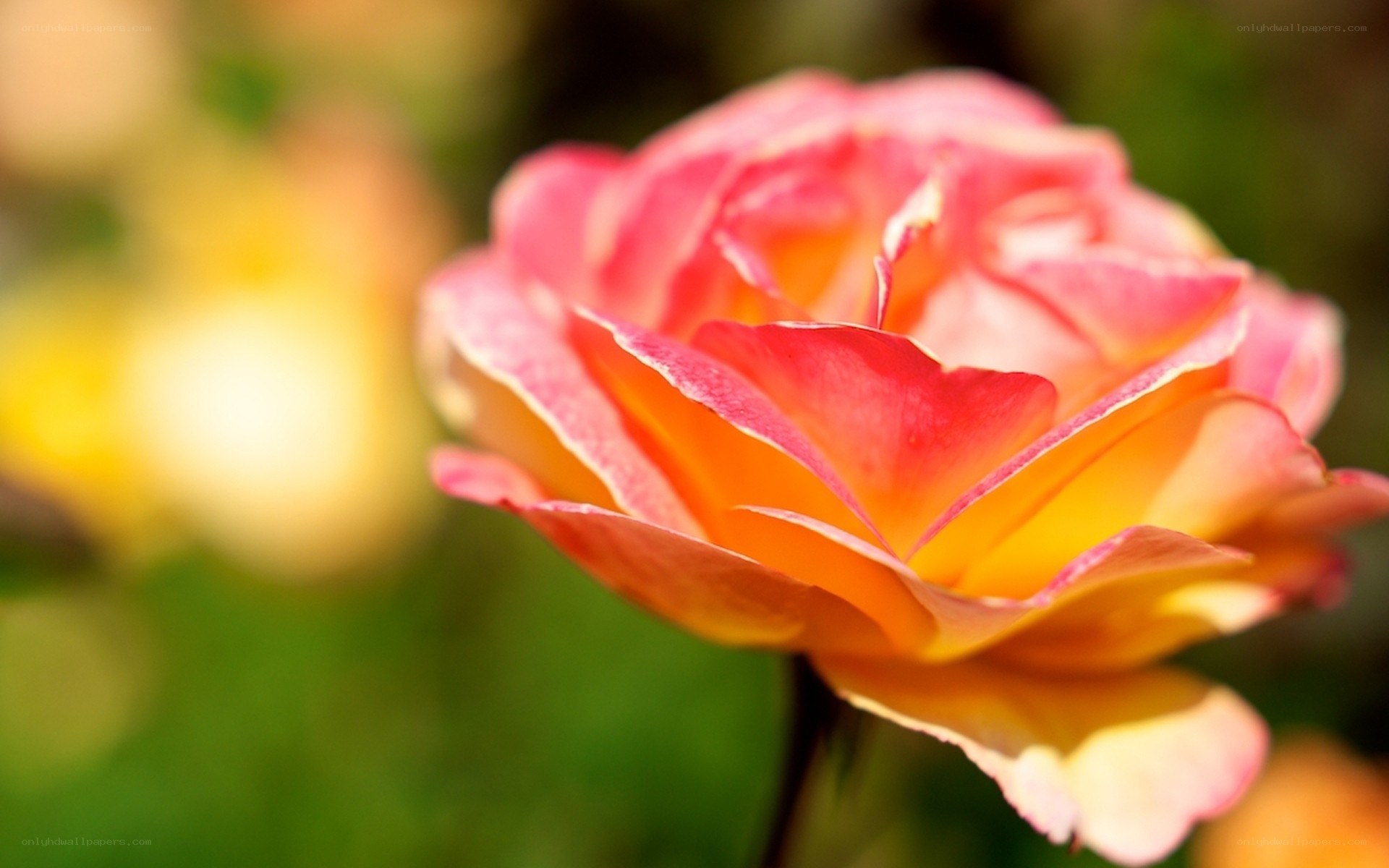 Pink and yellow rose bloom