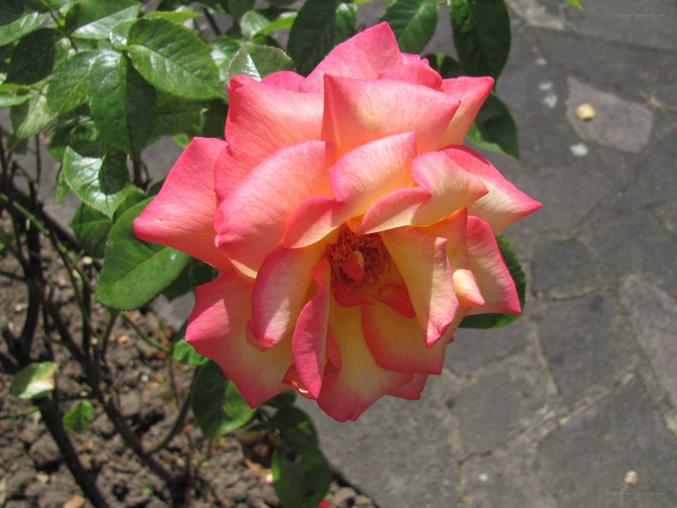 pink and yellow rose bloom