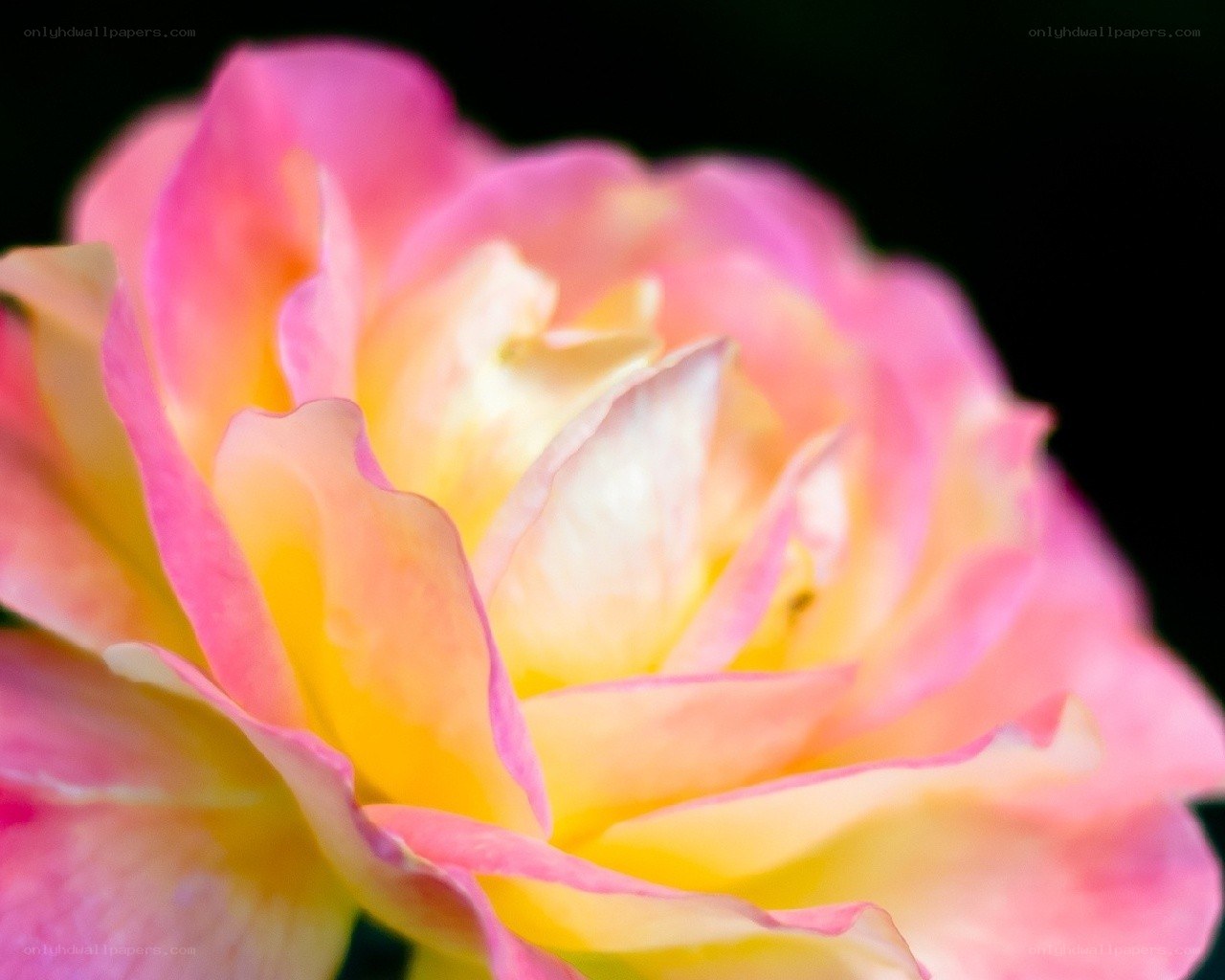 Pink and yellow rose bloom