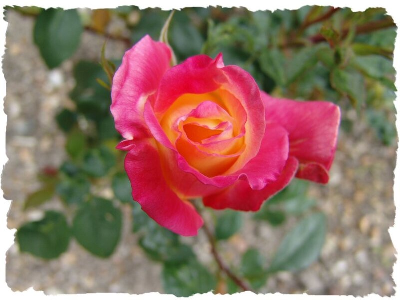 pink and yellow rose bloom