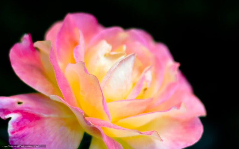 Pink and yellow rose bloom