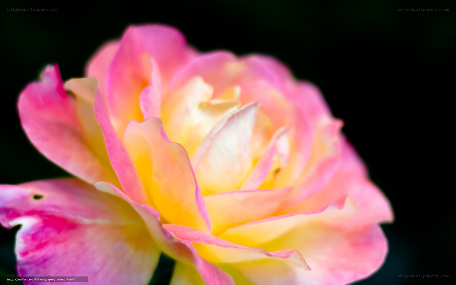 Pink and yellow rose bloom