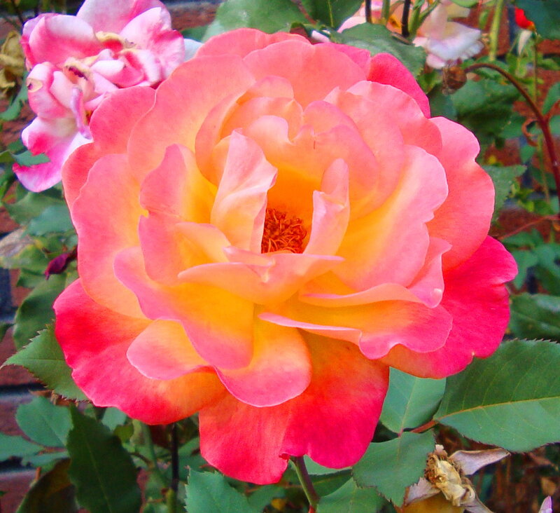 Pink and Yellow Rose — Calm, Afternoon, Photograph, Green Leaves, Flower Bud