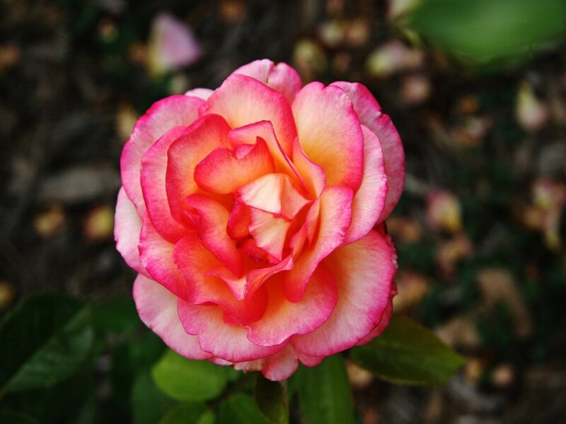 Pink and Yellow Rose — Calm, Afternoon, Photograph, Green Leaves, Out of Focus Background