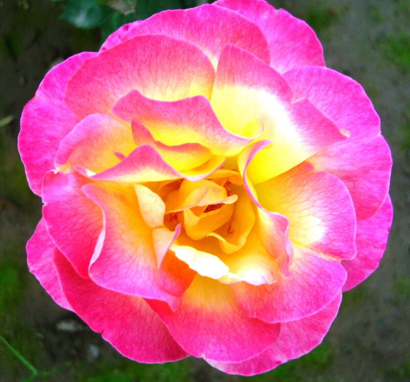 Pink and Yellow Rose — Calm, Afternoon, Photograph, Petals