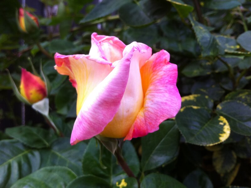 Pink and Yellow Rose — Calm, Afternoon, Photograph, Rosebud
