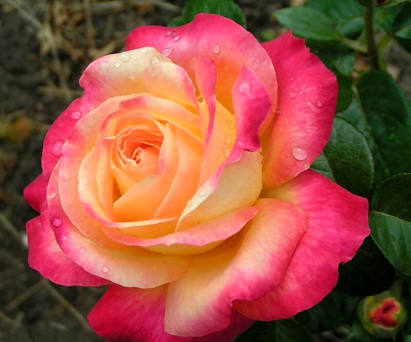 Pink and Yellow Rose — Calm, Afternoon, Photograph, Water Droplets
