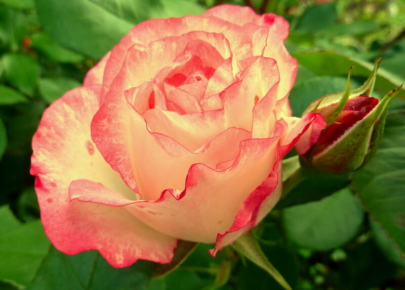 Pink and Yellow Rose — Calm, Afternoon