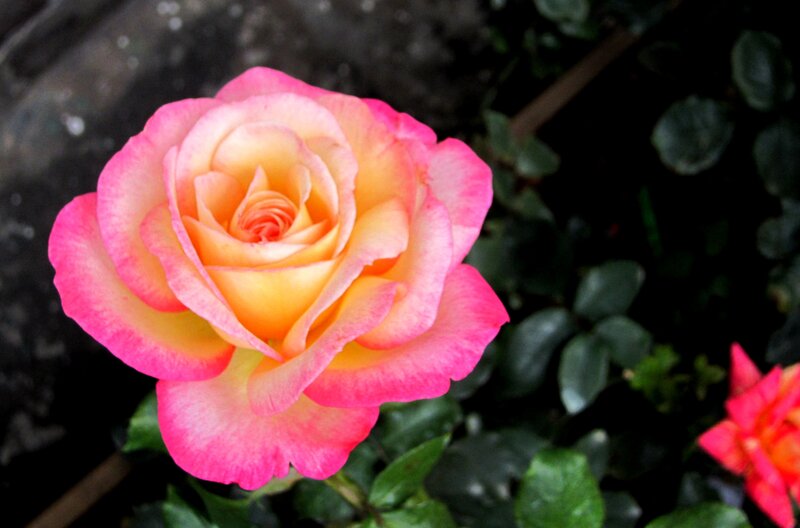 Pink and Yellow Rose — Calm, Photograph, Green Leaves