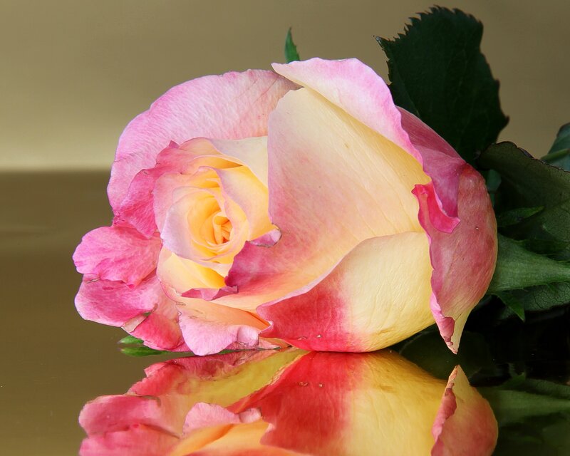 Pink and Yellow Rose — Calm, Photograph, Leaf, Reflection