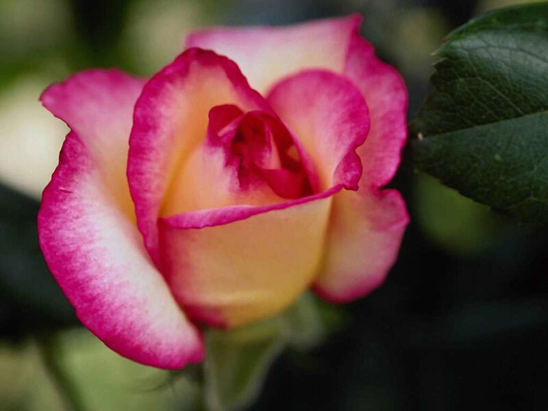 Pink and Yellow Rose — Calm, Photograph, Leaf