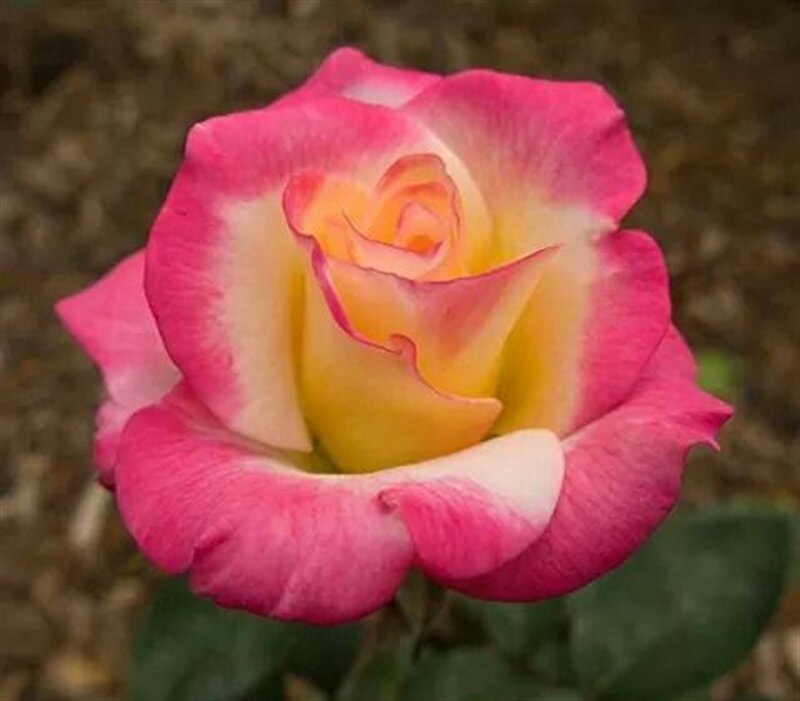 Pink and Yellow Rose — Calm, Photograph, Petals, Green Leaf