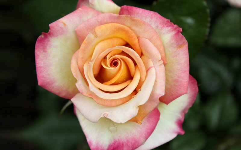 Pink and Yellow Rose — Calm, Photograph