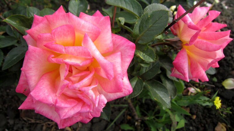 Pink and Yellow Rose — Calm, Spring