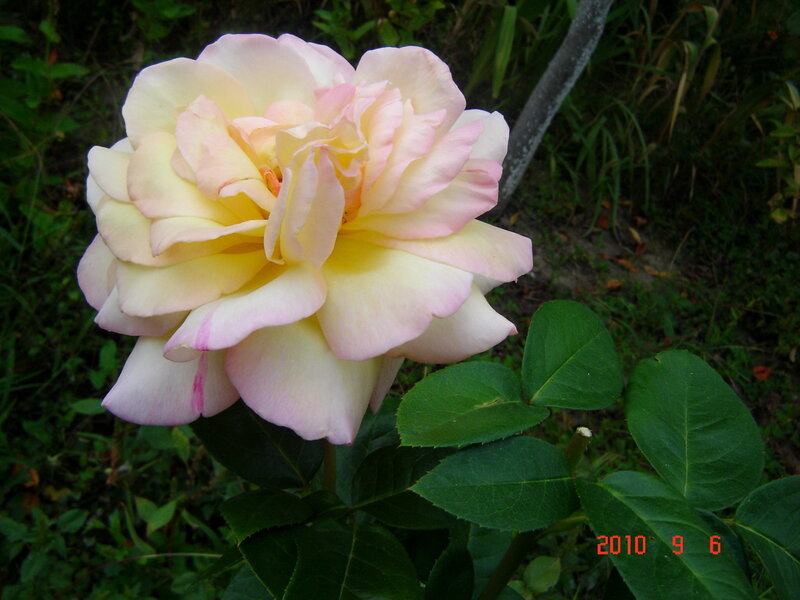 Pink and Yellow Rose — Calm