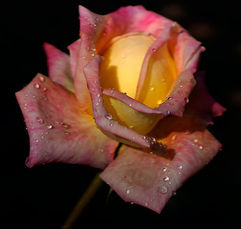 Pink and Yellow Rose — Dramatic, Night, Photograph