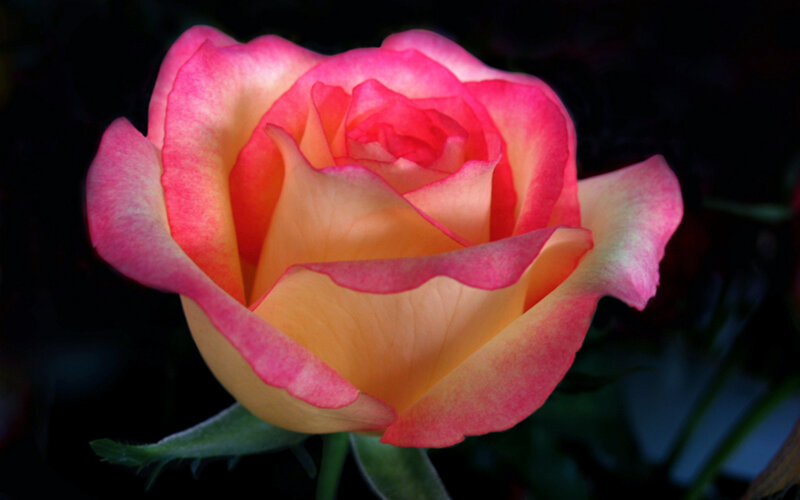 Pink and Yellow Rose — Dramatic, Night