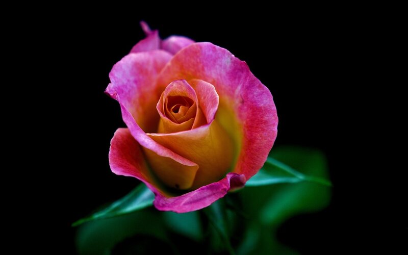 Pink and Yellow Rose — Dramatic, Photograph, Green Leaf
