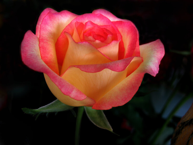 Pink and Yellow Rose — Dramatic, Photograph, Petals, Stem, Leaf