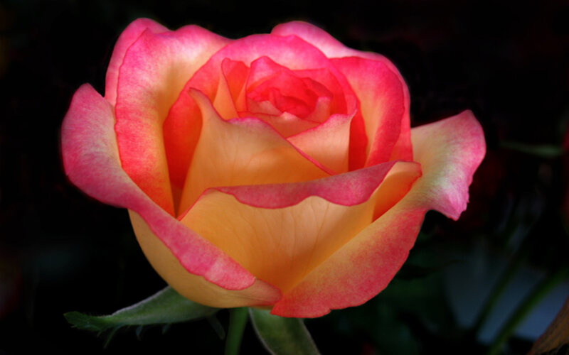 Pink and Yellow Rose — Dramatic, Photograph, Petals, Stem