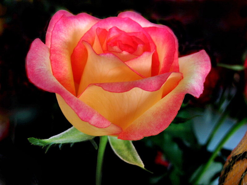 Pink and Yellow Rose — Dramatic, Photograph, Petals
