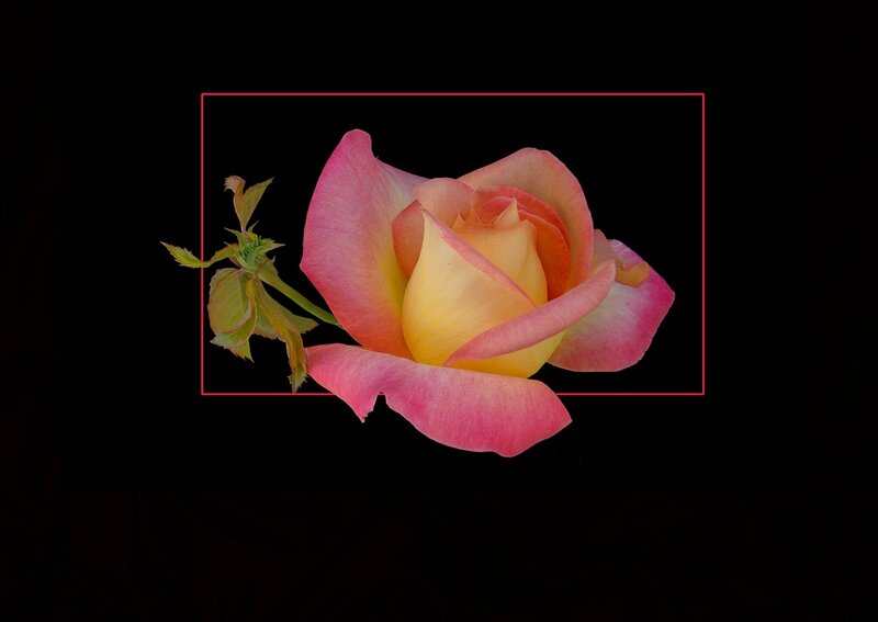 Pink and Yellow Rose — Dramatic, Photograph, Stem
