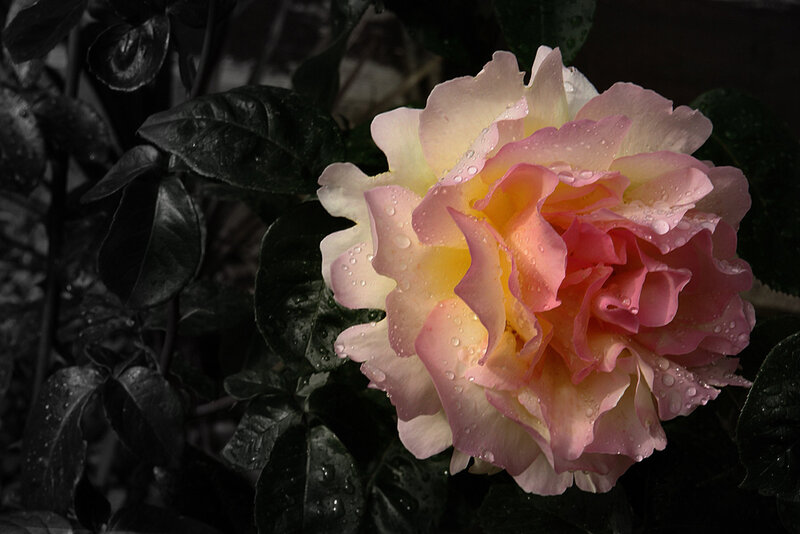 Pink and Yellow Rose — Dramatic, Photograph