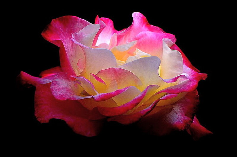 Pink and Yellow Rose — Dramatic