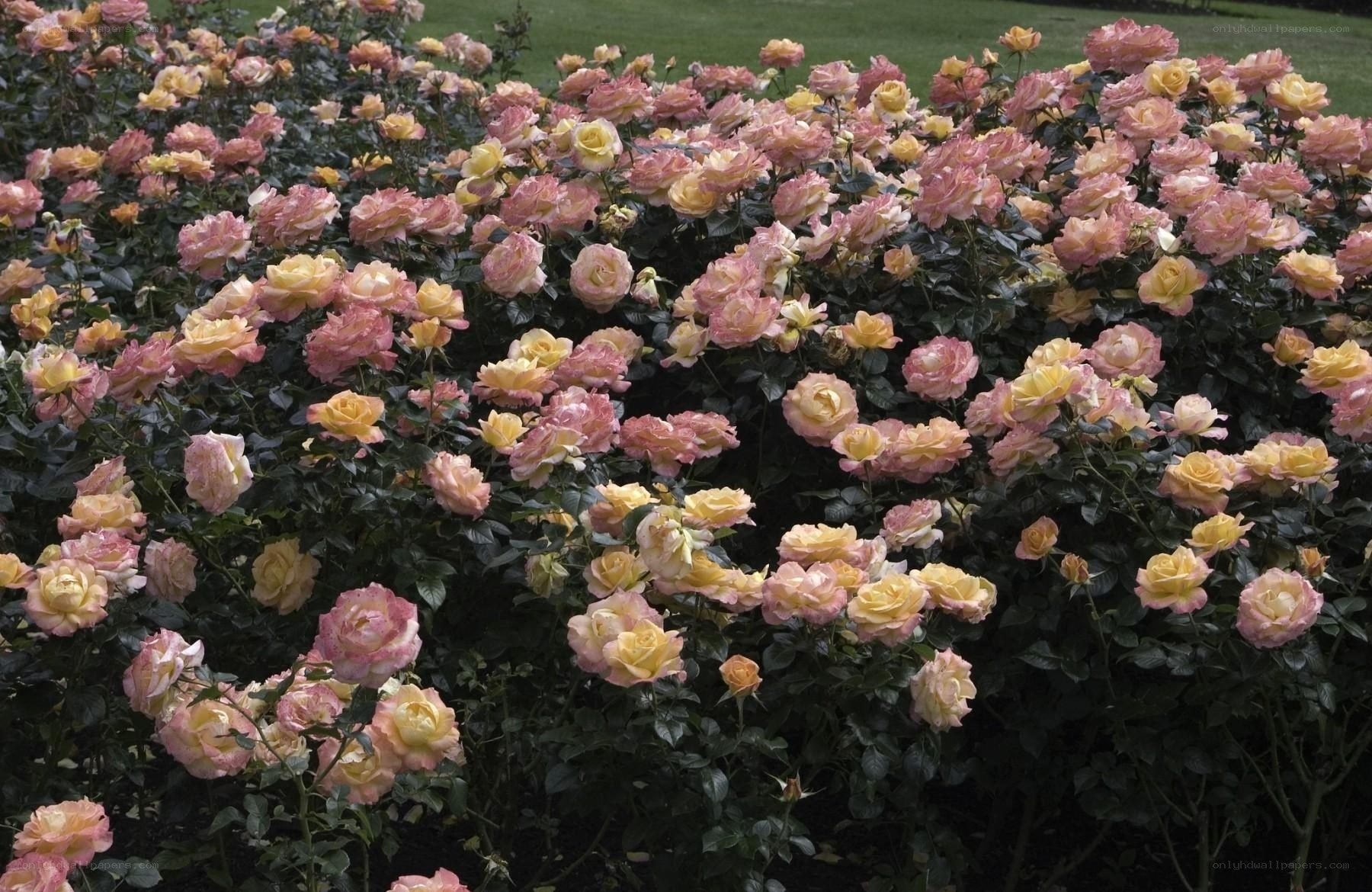 Pink and yellow rose garden