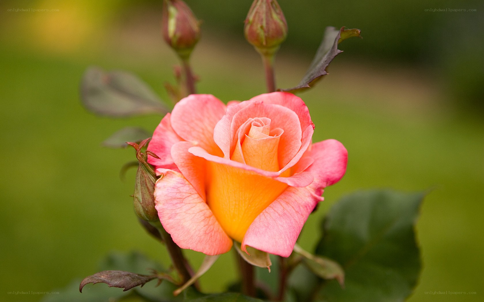 Pink and yellow rose in bloom
