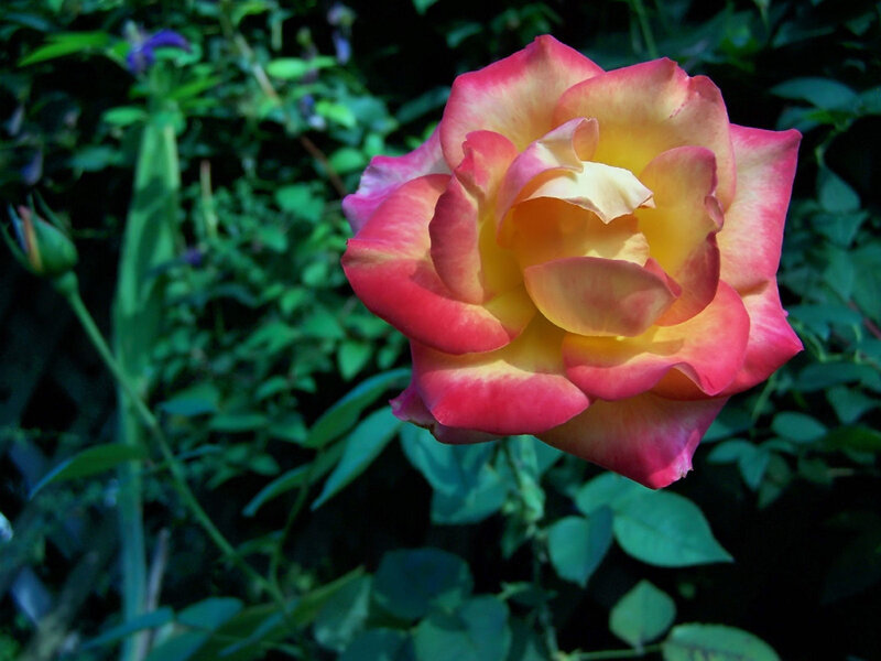 Pink and yellow rose in garden