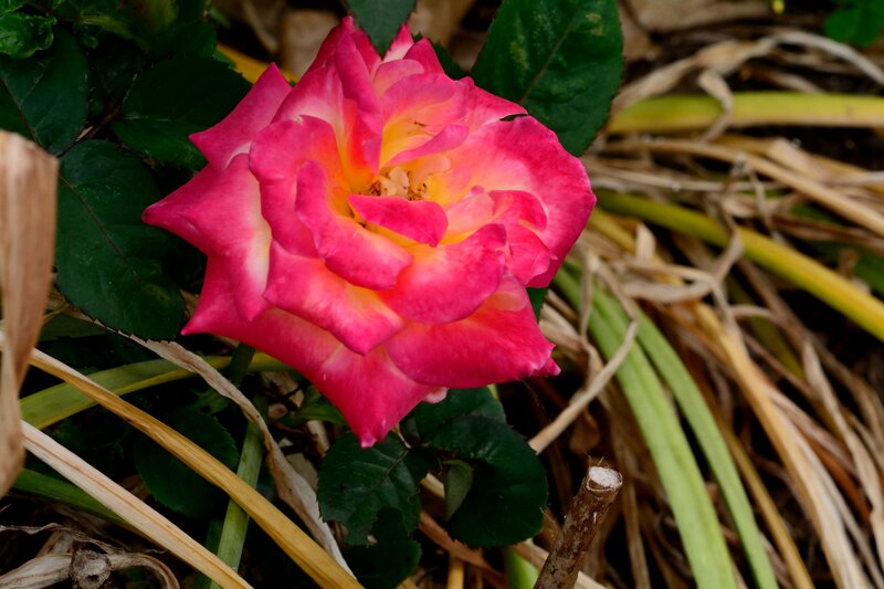 Pink and Yellow Rose — Natural
