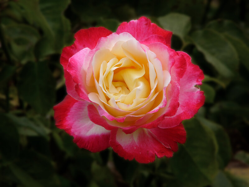 Pink and Yellow Rose — Red, Calm, Photograph