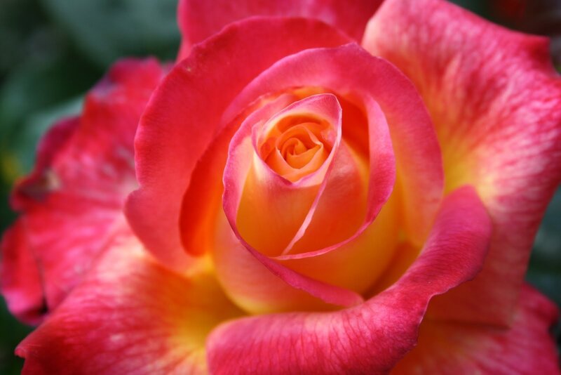 Pink and Yellow Rose — Red, Calm