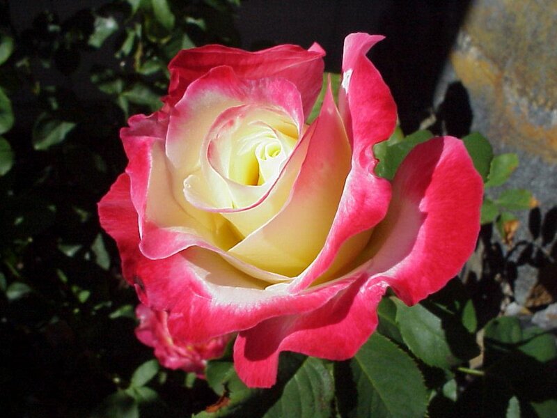 Pink and Yellow Rose — Red, Serene, Afternoon, Photograph
