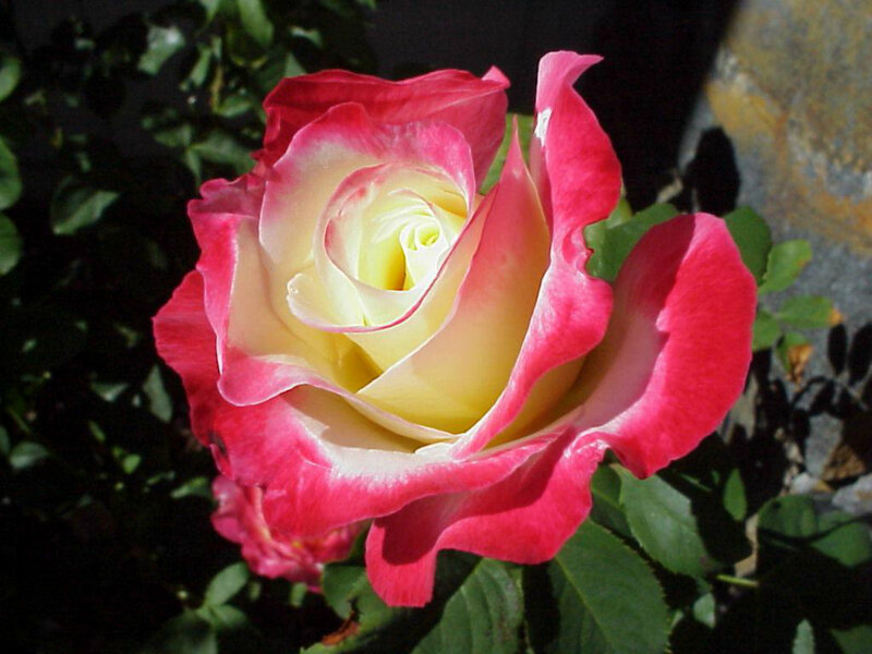 Pink and Yellow Rose — Red, Serene, Afternoon