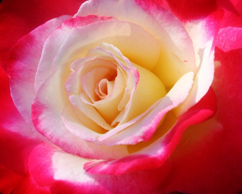 Pink and Yellow Rose — Red, Serene