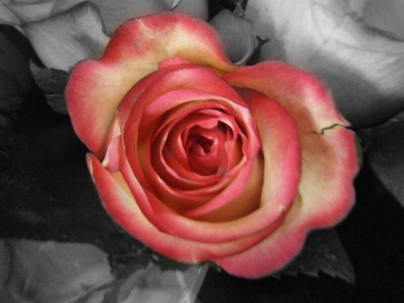 Pink and Yellow Rose — Red