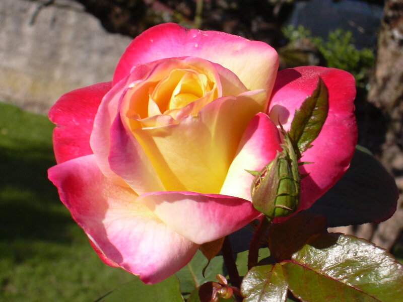 Pink and Yellow Rose — Serene, Afternoon, Photograph, Bud