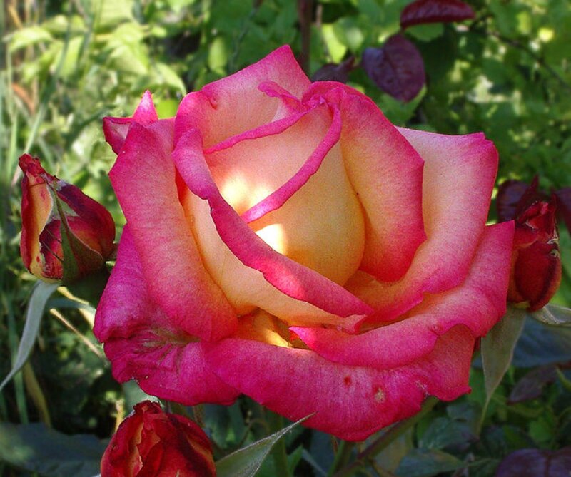 Pink and Yellow Rose — Serene, Afternoon, Photograph, Buds