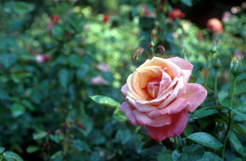 Pink and Yellow Rose — Serene, Afternoon, Photograph, Bush