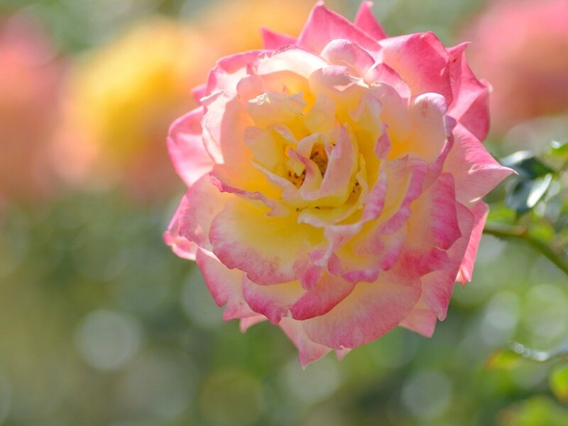 Pink and Yellow Rose — Serene, Afternoon, Photograph, Flower, Petals, Greenery