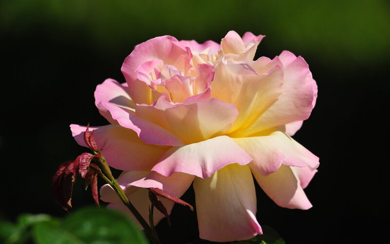 Pink and Yellow Rose — Serene, Afternoon, Photograph, Flower