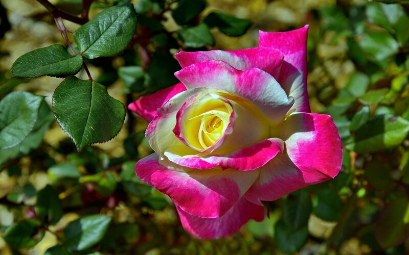 Pink and Yellow Rose — Serene, Afternoon, Photograph, Green Leaves, Sunlight