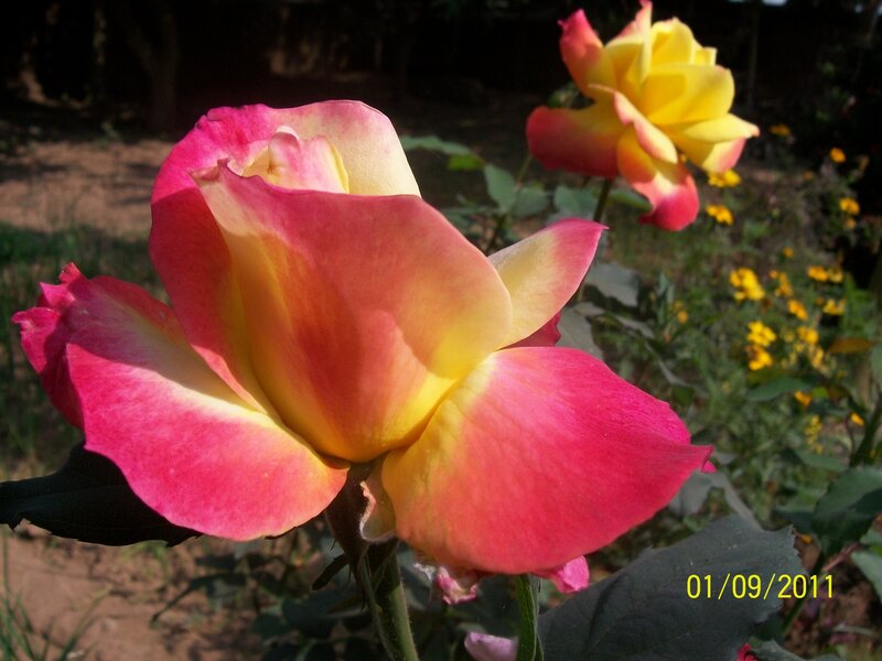 Pink and Yellow Rose — Serene, Afternoon